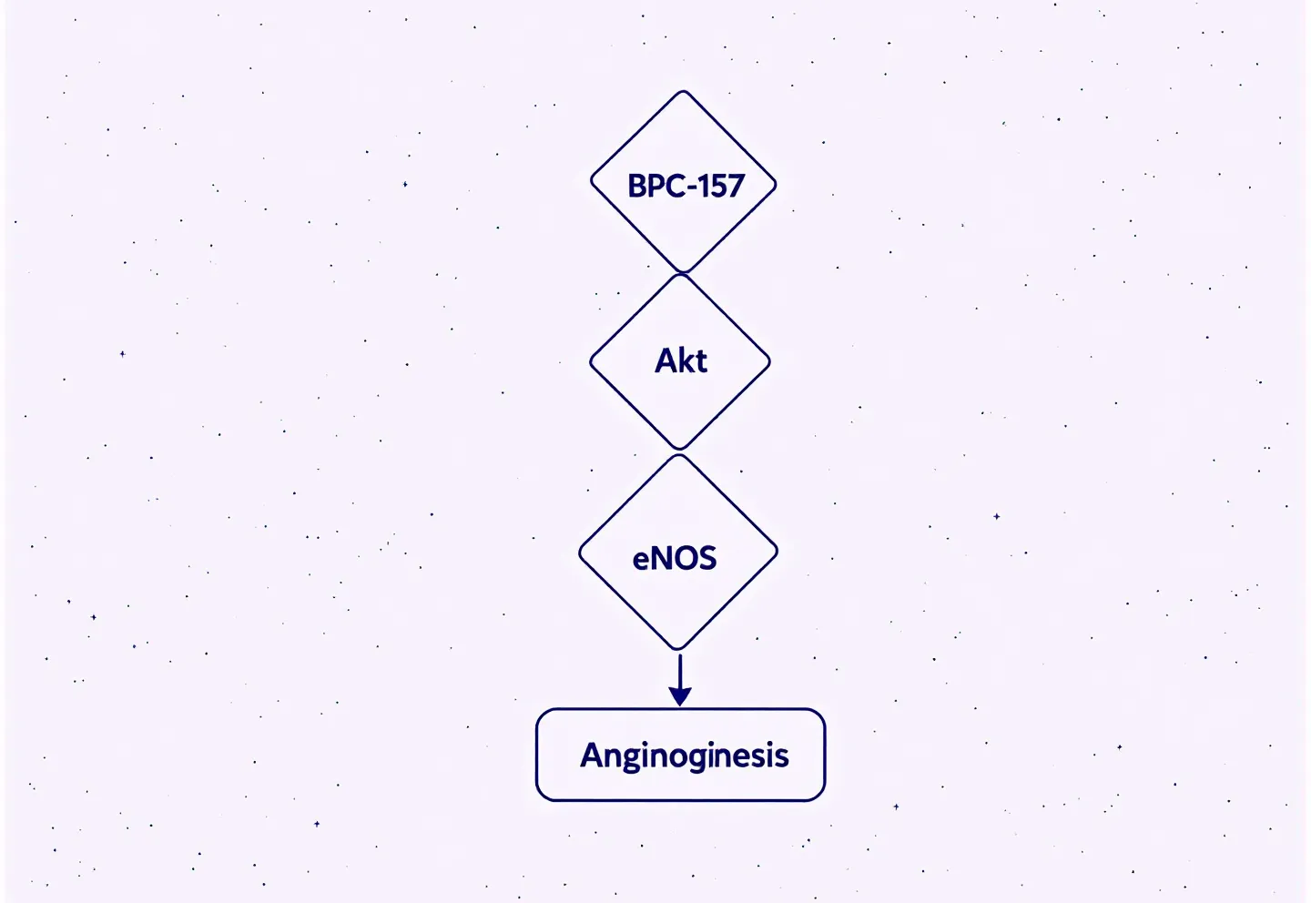 Educational-Swiss vertical pathway diagram showing BPC-157 activating VEGFR2 then Akt then eNOS leading to angiogenesis, with a green marker on the angiogenesis outcome